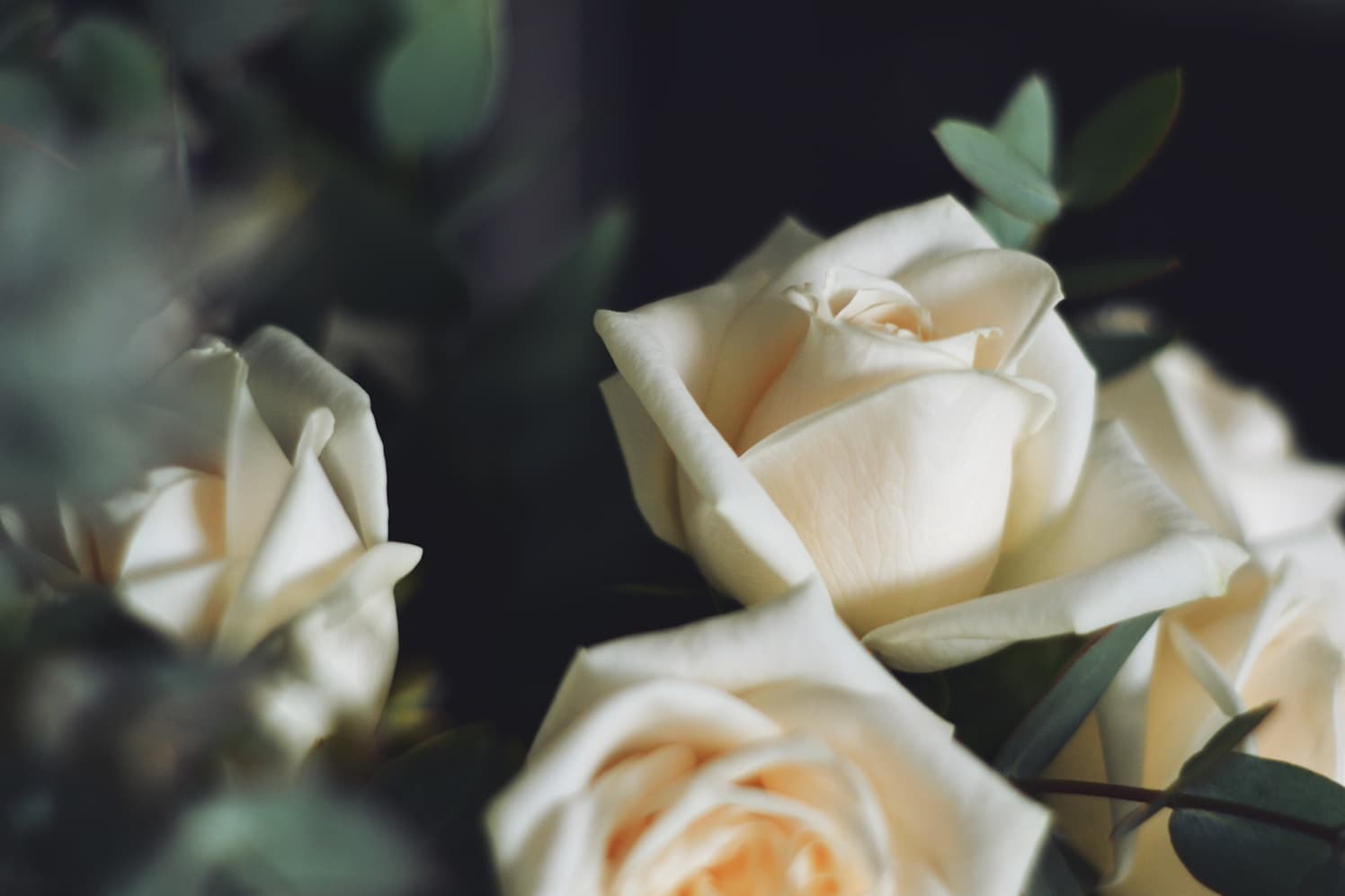 Ramo de rosas blancas con eucalipto