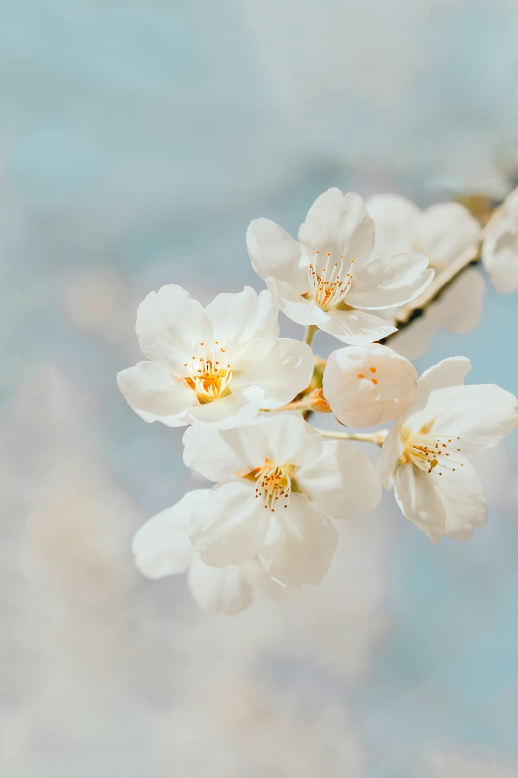 Flores blancas de primavera