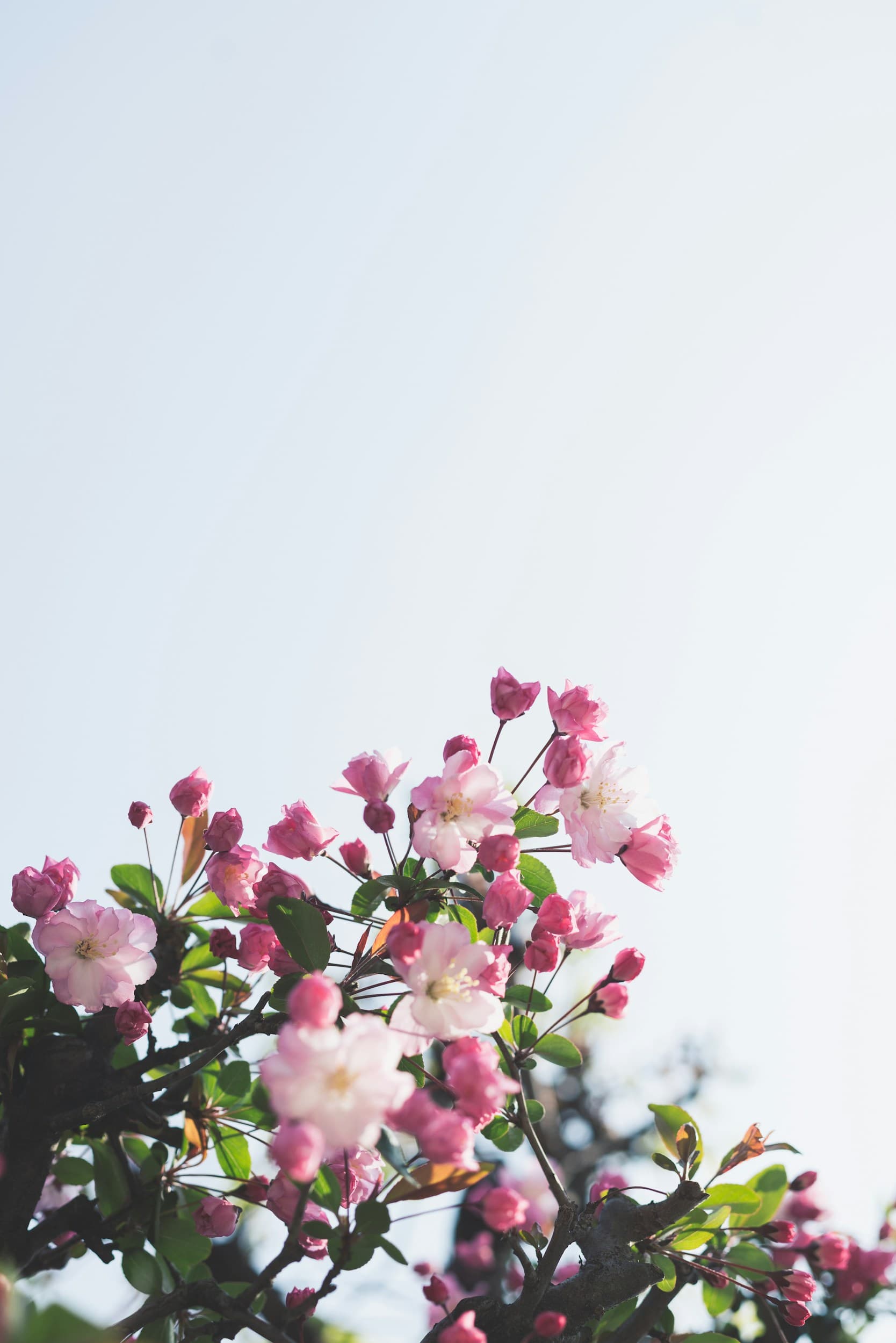 Flores rosas