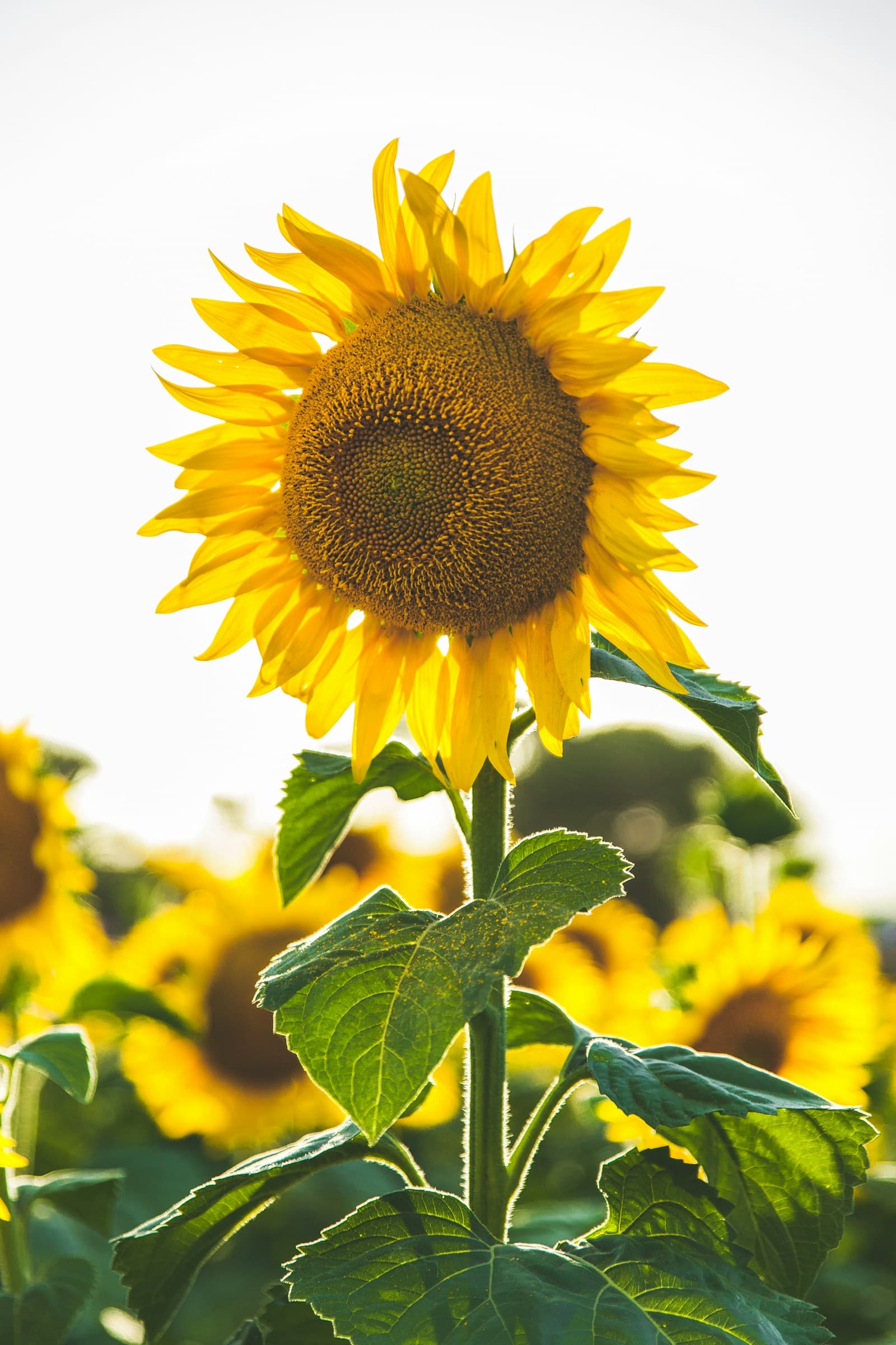 Girasol en flor